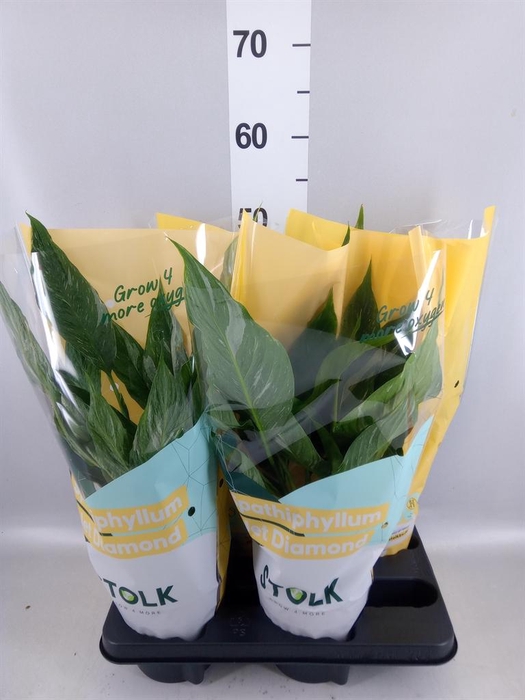 Spathiphyllum  'Diamond'