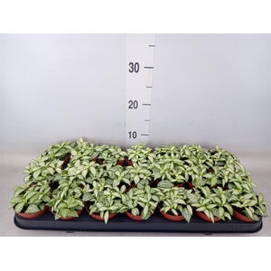 Fittonia  'Mosaic White Forest Fla'