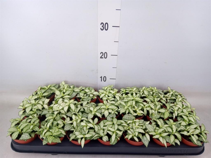 <h4>Fittonia  'Mosaic White Forest Fla'</h4>