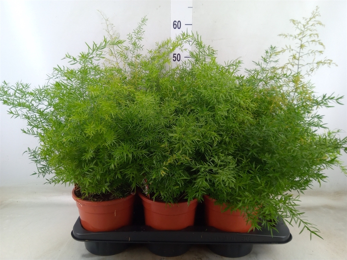 <h4>Asparagus dens. 'Cwebe'</h4>