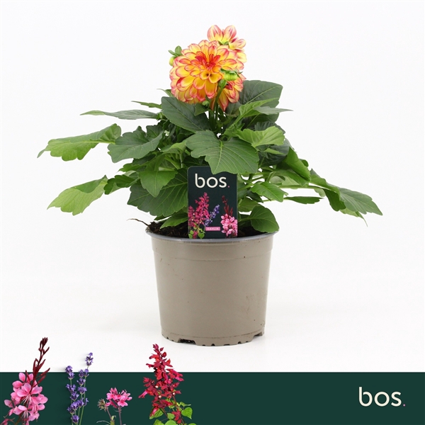 <h4>Dahlia Coccinea Xantico GL, Yellow Red Bicolour</h4>