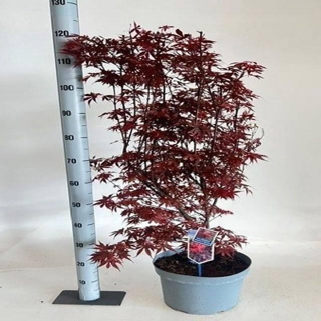 <h4>ACER PA SK BROOM</h4>