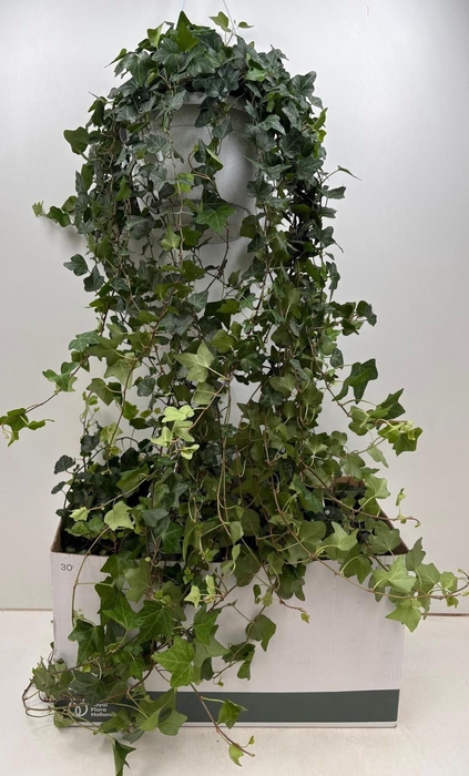 <h4>HED HE WONDER</h4>