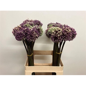 Allium Summer Beauty