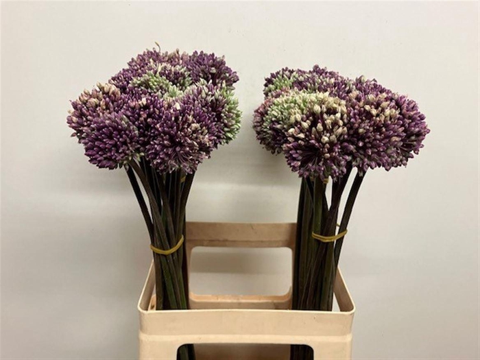 <h4>Allium Summer Beauty</h4>
