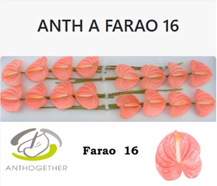 <h4>Anth A Farao</h4>