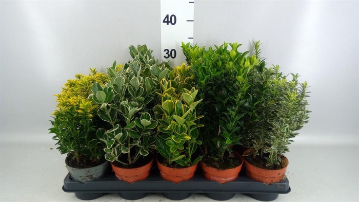 <h4>Euonymus japon.   ...mix</h4>