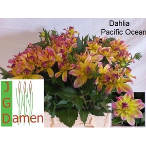 DAHL OV