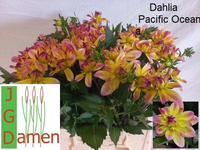 <h4>DAHL OV</h4>