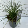 Carex oshimensis