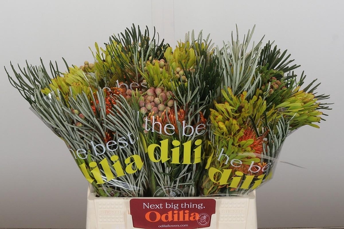 <h4>BQ Nutans Cordifolium SFB</h4>