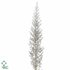 ASTILBE MIX 10PCS BUNCH