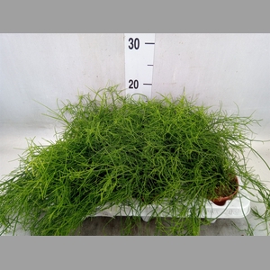 Rhipsalis cassutha