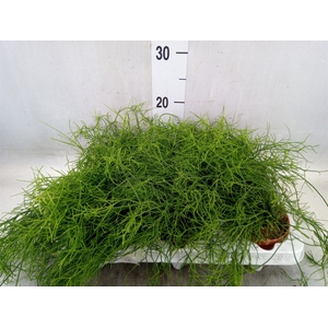 Rhipsalis cassutha