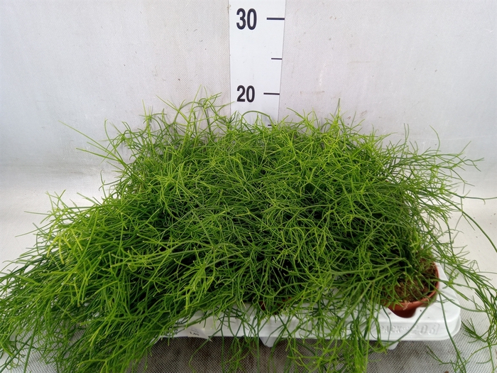 <h4>Rhipsalis cassutha</h4>