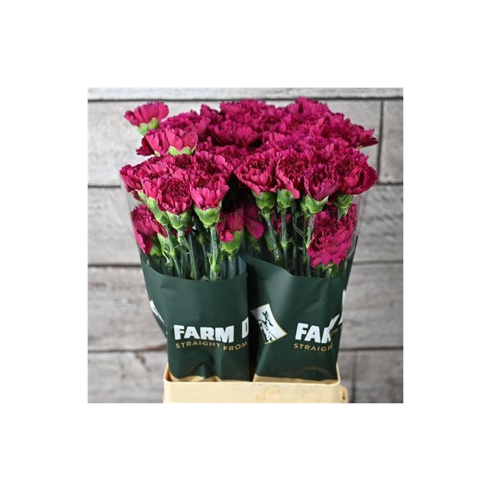 <h4>Di St Farieta</h4>