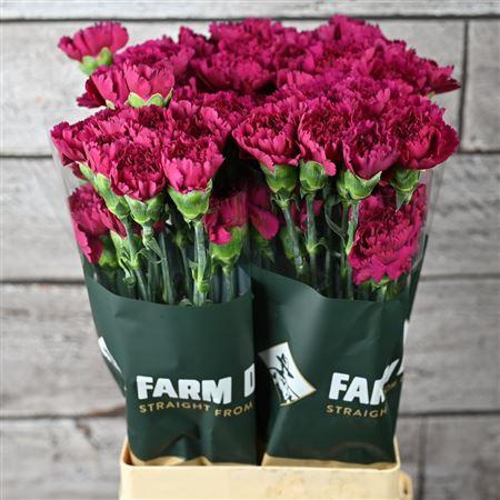 <h4>Di St Farieta</h4>