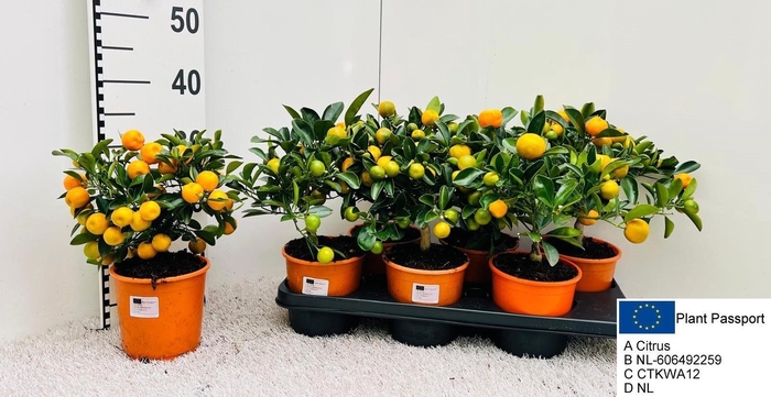 <h4>CITR MICROCARPA</h4>