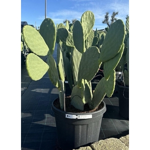 OPUNTIA