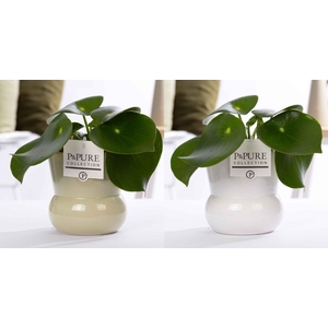 Peperomia Raindrop in P&PURE Plant Vase Maxima ass. 2