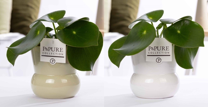 <h4>Peperomia Raindrop in P&PURE Plant Vase Maxima ass. 2</h4>