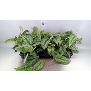 Scindapsus pictus 'Trebie'