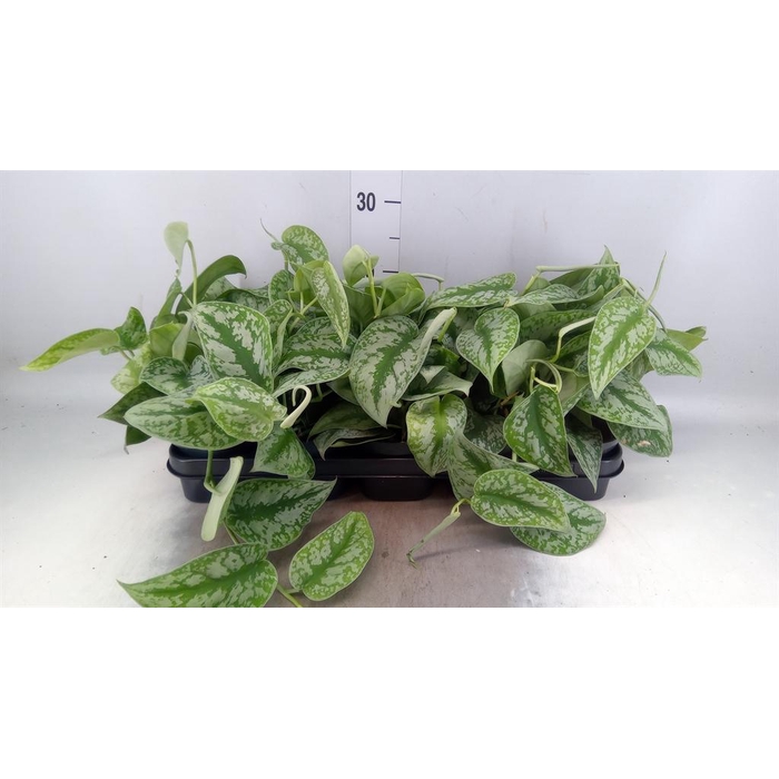 <h4>Scindapsus pictus 'Trebie'</h4>