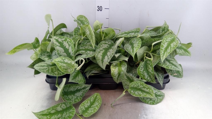 <h4>Scindapsus pictus 'Trebie'</h4>