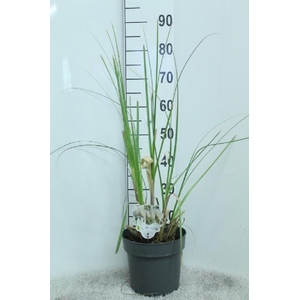 Cortaderia Selloana