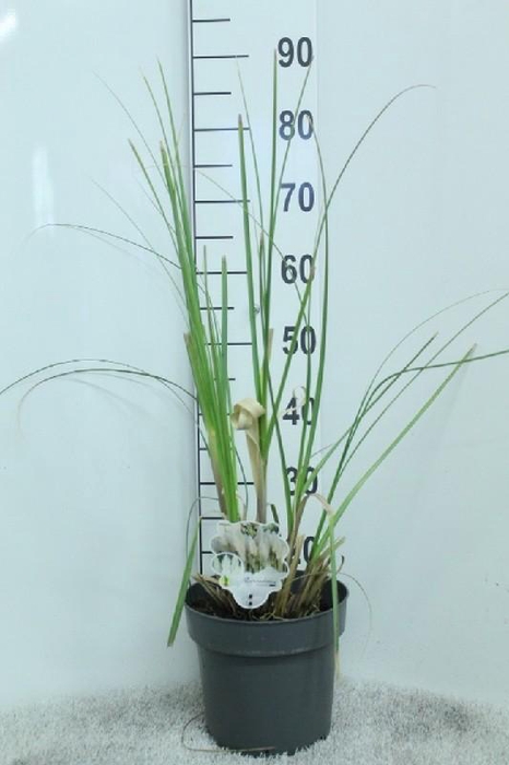 <h4>Cortaderia Selloana</h4>