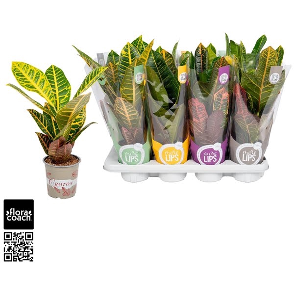 <h4>Croton Petra "MoreLIPS®" Design Hoes</h4>