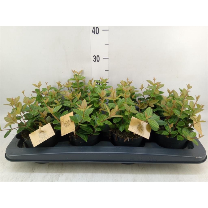 <h4>Peperomia angulata</h4>