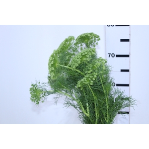 AMMI MAJUS