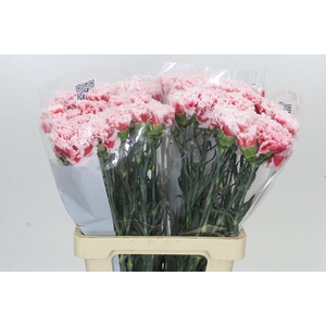 Dianthus St Misaki