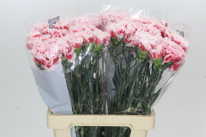 <h4>Dianthus St Misaki</h4>