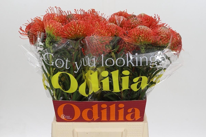 <h4>Nutans Succession</h4>