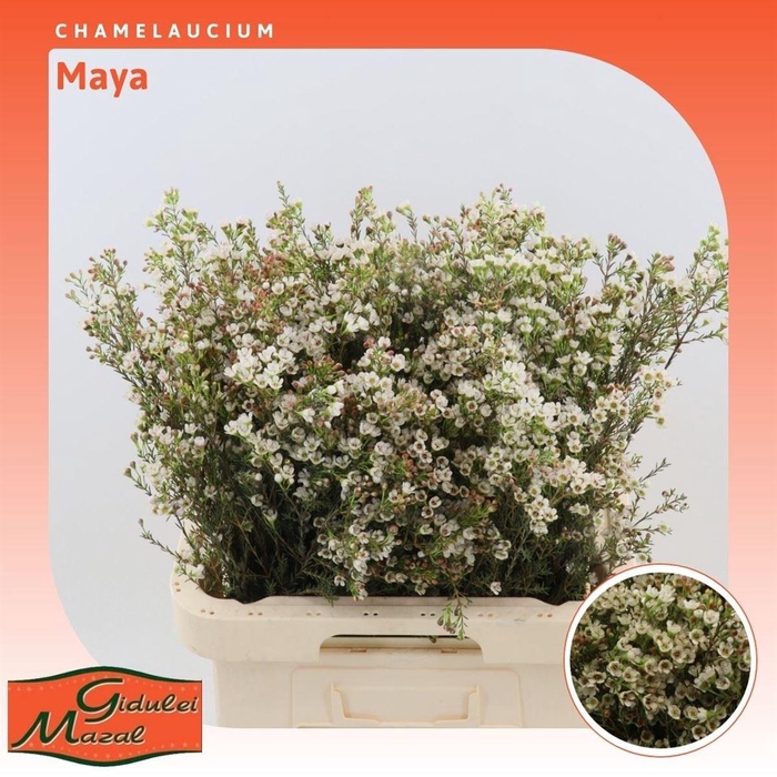 <h4>Chamelaucium Maya</h4>