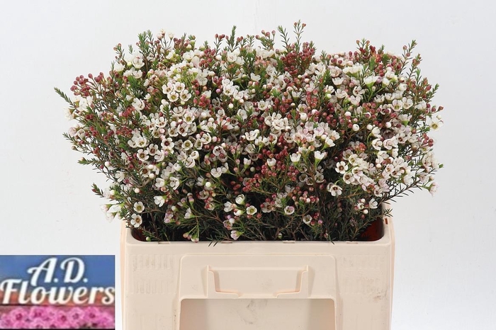 <h4>Cham MI Liron</h4>