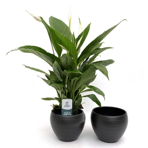 Spathiphyllum  'Bingo Cupido'