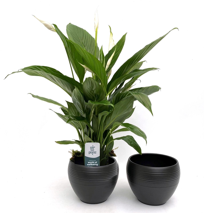 <h4>Spathiphyllum  'Bingo Cupido'</h4>