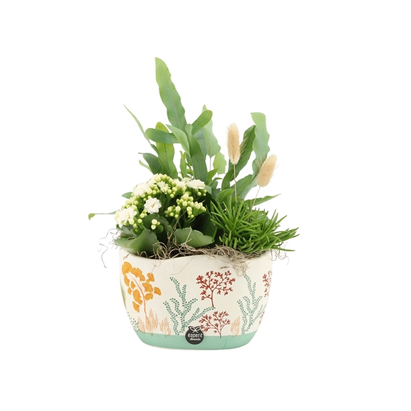 <h4>Arrangementen kamerplanten H%</h4>