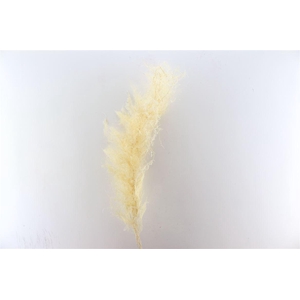 Pres Asparagus Bleached Bunch