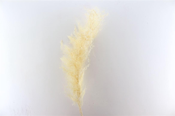 <h4>Pres Asparagus Bleached Bunch</h4>