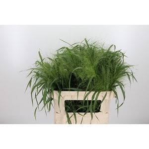 Panicum Fountain