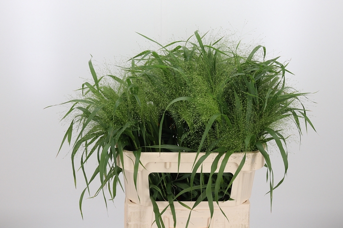 <h4>Panicum Fountain</h4>