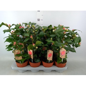 Camellia   ...mix 3