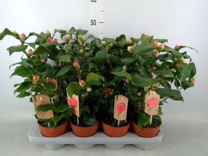 <h4>Camellia   ...mix 3</h4>