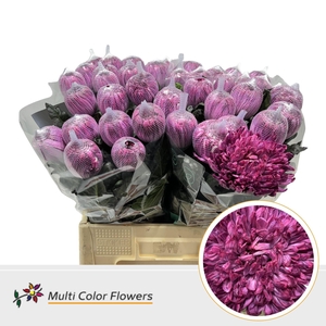 Chr. G 'Antonov'  Bordeaux DYED