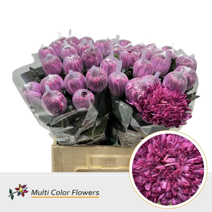 <h4>Chrysanthemum PL 'Antonov'  .col H%</h4>