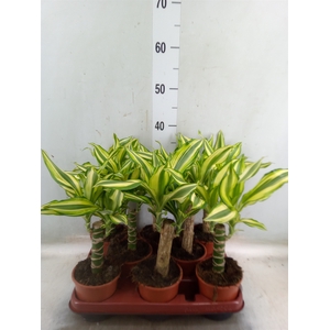 Dracaena frag. 'Yellow Coast'